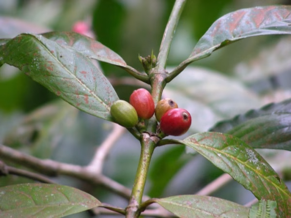 Die erste Ernte auf der Kaffee-Plantage in Bali